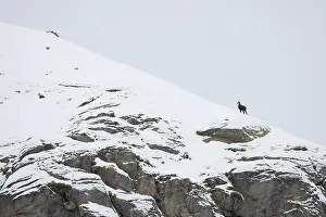 Chamois: Chamois winter