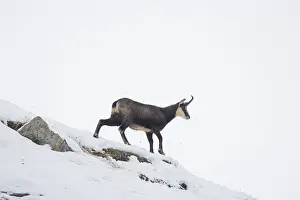 Chamois: Chamois winter