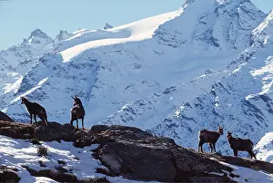 Altitude: CHAMOIS - x four on mountain range