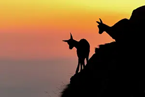 Rupicapra: Two Chamoises (Rupicapra rupicapra) on a mountain