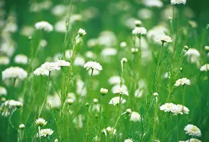 Camomile: Chamomile