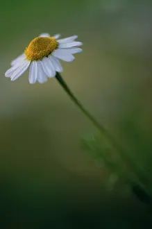 Camomile: Chamomile