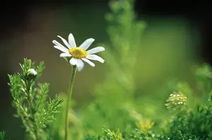 Camomile: Chamomile
