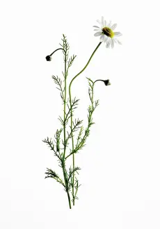Camomile: Chamomile