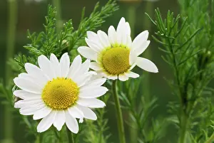 Chamomile: Chamomile