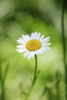 Camomile: Chamomile