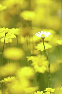 Camomile: Chamomile