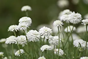 Chamomile: Chamomile