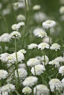 Chamomile: Chamomile