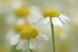 Camomile: Chamomile