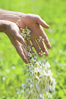 Camomile: Chamomile