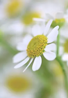 Camomile: Chamomile
