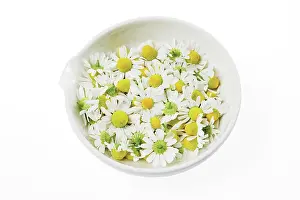 Chamomile: Chamomile