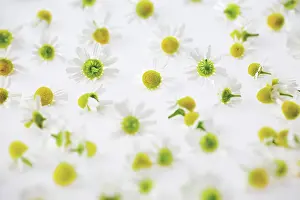 Chamomile: Chamomile