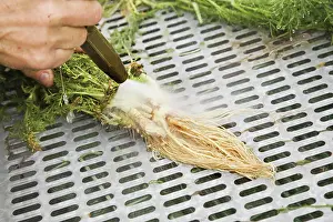 Chamomile: Chamomile