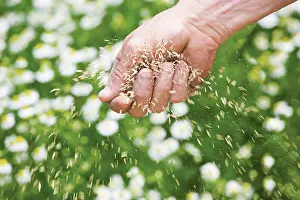 Chamomile: Chamomile