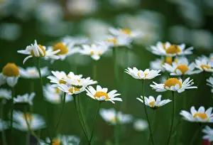 Chamomile: Chamomile