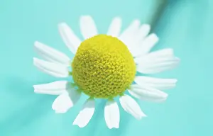 Camomile: Chamomile