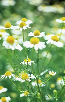 Camomile: Chamomile