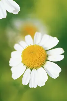Camomile: Chamomile