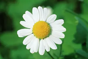 Camomile: Chamomile
