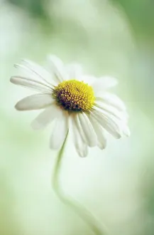 Pure: Chamomile