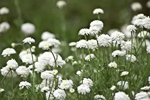 Flowered: Chamomile
