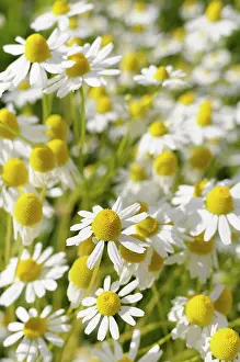 Aromatherapy: Chamomile, Chamaemelum, Mass of daisy shaped flowers growing