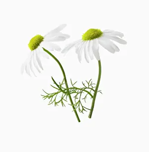 Chamomile: Chamomile, Chamaemelum nobile, Side view of two
