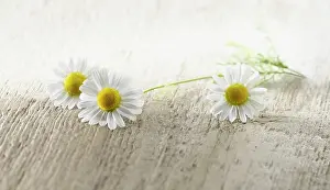 Aromatherapy: Chamomile, Chamaemelum nobileon. Three flowers with