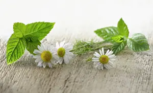 Aromatherapy: Chamomile, Chamaemelum nobileon. Three flowers arranged