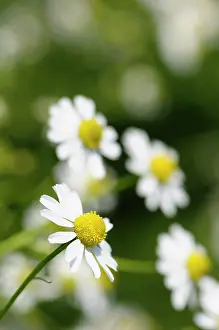 Aromatherapy: Chamomile, German Chamomile, Matricaria recutita, White dais