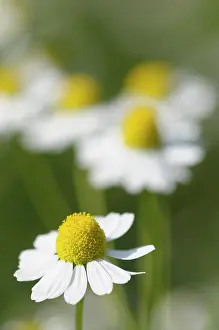 Aromatherapy: Chamomile, German Chamomile, Matricaria recutita, White dais