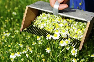 Mayweed: Chamomile rake, herb farm, Pflegerhof farm, Castelrotto