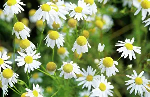 Mayweed: Chamomile / Scented Mayweed Flower