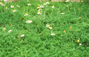 Chamomile: CHAMOMILE SEAT