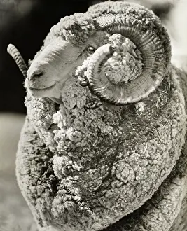 Merino: Champion Australian Merino