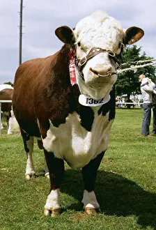 Shows: Champion Hereford BULL