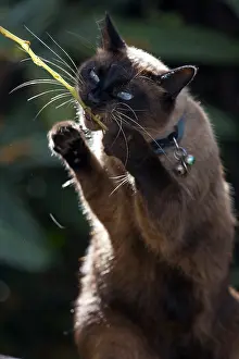 Shor: Chanel Siamese cats playing in autumn leaves France