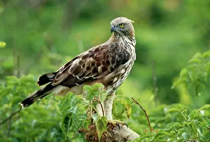 Changeable: Changeable / Crested / Ceylon HAWK EAGLE