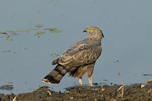 Madhya: Changeable Hawk Eagle