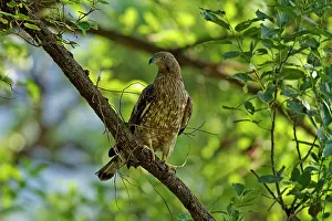 Changeable: Changeable Hawk Eagle. Corbett National Park