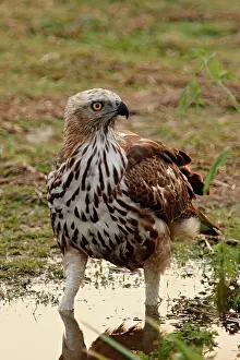 Changeable: Changeable Hawk Eagle, Corbett National Park