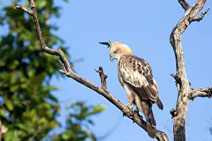 Changeable: Changeable Hawk Eagle / Crested Hawk Eagle