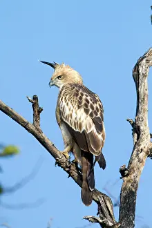 Changeable: Changeable Hawk Eagle / Crested Hawk Eagle