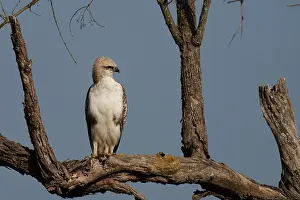 Hawk: changeable hawk-eagle or crested hawk-eagle