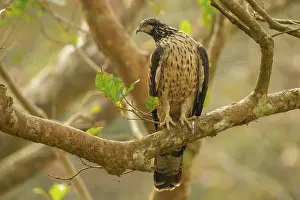 Hawk: changeable hawk-eagle or crested hawk-eagle