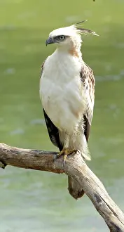 Changeable: Changeable Hawk Eagle, Sri Lanka