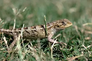 Changeable: Changeable lizard - female