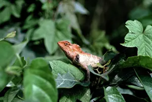 Changeable: Changeable lizard - male in breeding colour